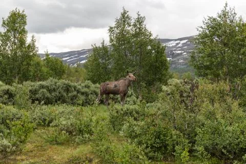 Cow elk in norway Stock Photos