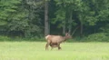 Cow Elk with Nursing Calf 1 HD Footage