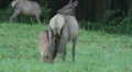 Cow Elk with Nursing Calf 2 HD Footage