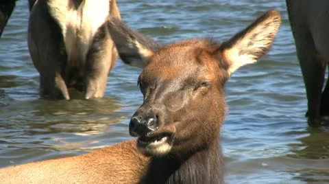 Cow Elk Portrait Stockbeeldmateriaal 12448707