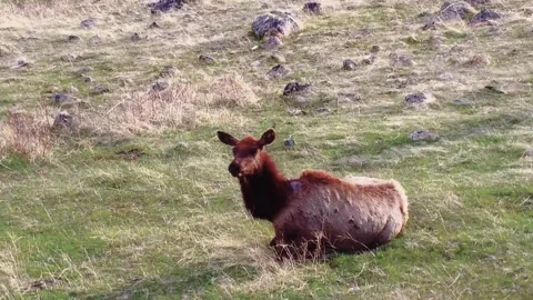 Cow Elk stands up 스톡 동영상 152190676