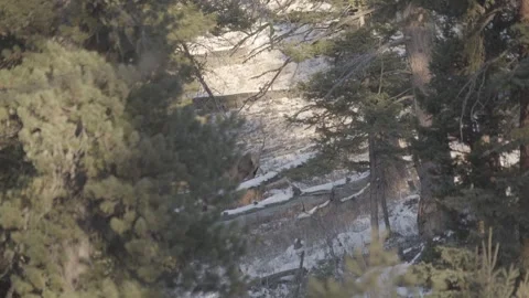 Cow elk walking through the forest Stock-Footage 310535280