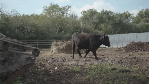Cow in Enclosure Stock Footage 128766198