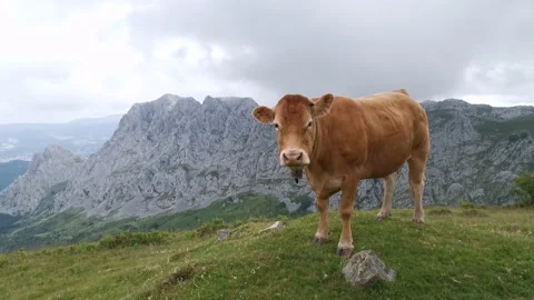 Cow enjoying views of basque mountains Vidéo 132835181