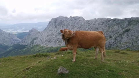 Cow enjoying views of basque mountains Stock Footage 132835295