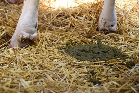 Cow excrement on the straw in the barn Stock Photos
