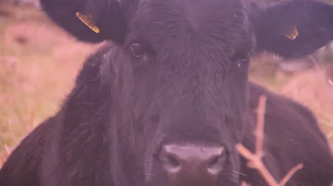 Cow face close up Stock Footage 38548524