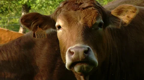Cow face close up Stock Footage 38616251
