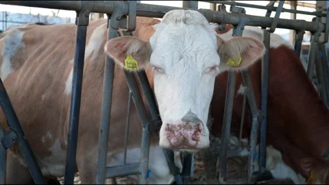 Cow Face Close-Up in Slow Motion – 4K Detailed Footage Stock Footage 305192572