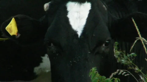 Cow Face 库存影片 523155