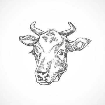 Cow Face Hand Drawn Vector Illustration. Abstract Domestic Animal Sketch Ilustración de archivo