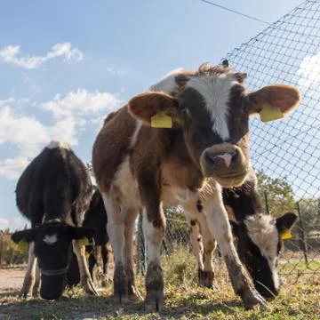 Cow face looking Stock Photos