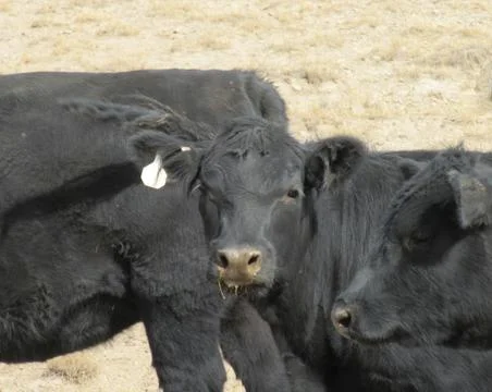 Cow face Stock Photos