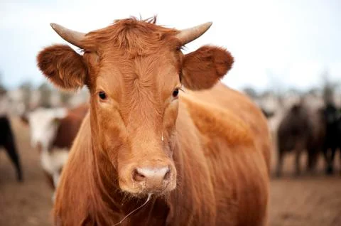 Cow Face 스톡 사진