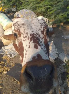 Cow face Stock Photos