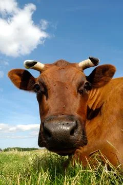 Cow face Stock Photos