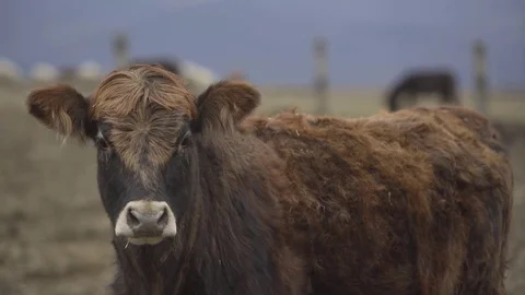 Cow facing the camera Stock Footage 73397969