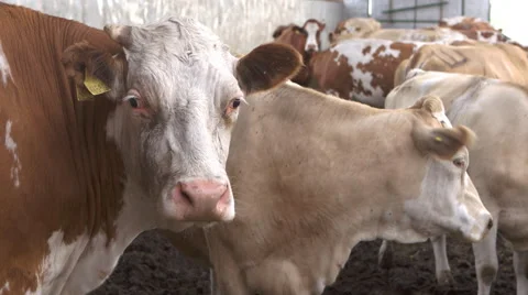 Cow on farm 4K 動画素材 54027683