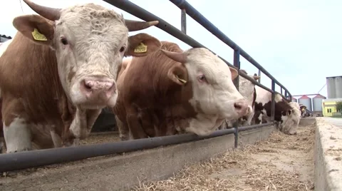 Cow farm close up Vidéo 45330120