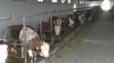 Cow farm closed type Видео 45331282