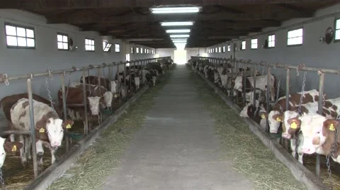 Cow farm closed type Vidéo 45331498