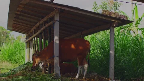 A cow on a farm eats hay and waves, a nice, well-fed brown cow has lunch on a Stock Footage 255845469