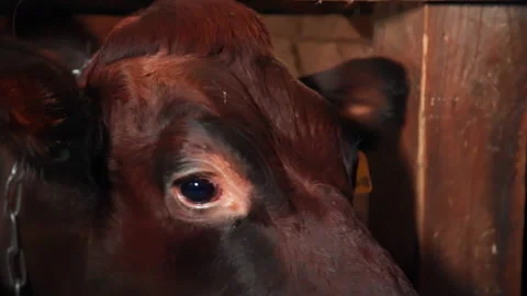 Cow on the farm eats hay Stock Footage 169021539