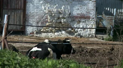 Cow on farm Video stock 11439955