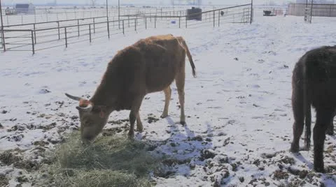 Cow at the farm 库存影片 21699888