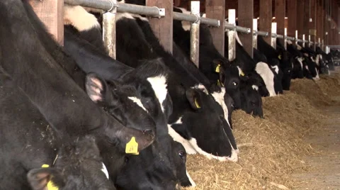 Cow farm Stock Footage