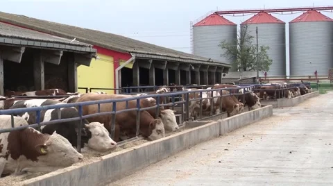 Cow farm Stock-Footage 45330140