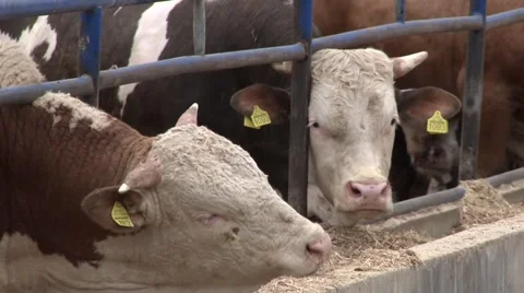 Cow farm Stock Footage 45330946