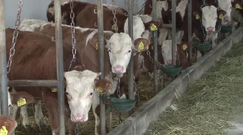 Cow farm Vidéo 45330963