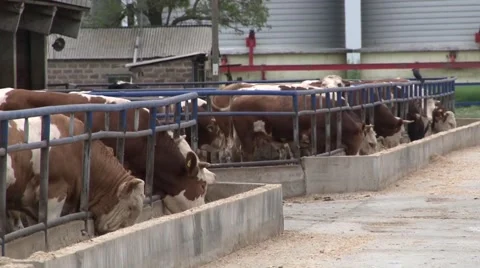 Cow farm Stock Footage 45331057
