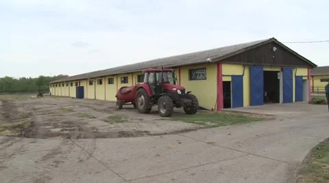 Cow farm Stock Footage 45331592