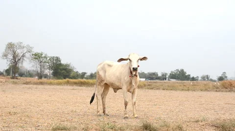 Cow in the farm Stock Footage 48991794