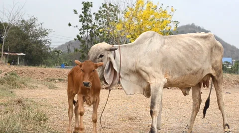 Cow in the farm Stock Footage 48997945