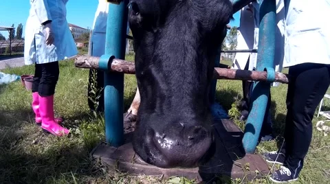 Cow on the farm Stock Footage 50218296