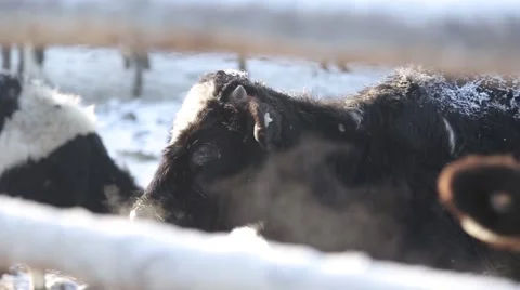 Cow on the farm Stock Footage 60942216