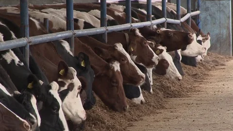 Cow farm Stock Footage 70566481
