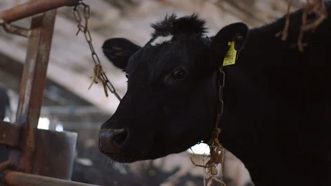 Cow In A Farm Stock-Footage 86936636