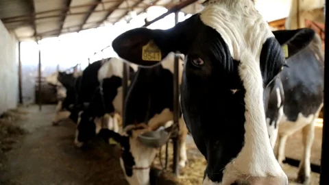 Cow On The Farm Video stock 99551204