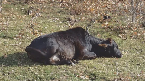 Cow at farm Stock Footage 105571294
