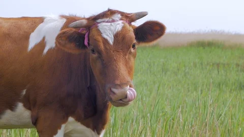 Cow farm Stock Footage 108488567
