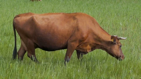 Cow farm Stock Footage 108488570