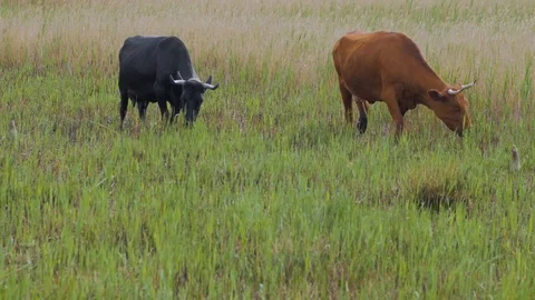 Cow farm Stock Footage 108488604