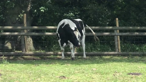 COW ON FARM Video stock 135018691