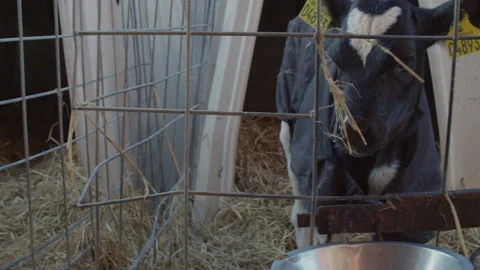 Cow in farm Stock Footage 149514734