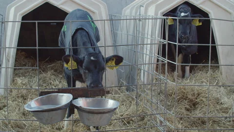 Cow in farm Stock Footage 149516524