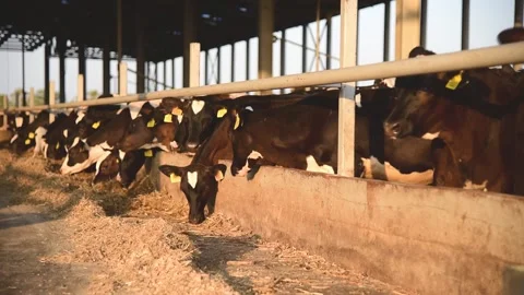 Cow farm Stock Footage 158871755